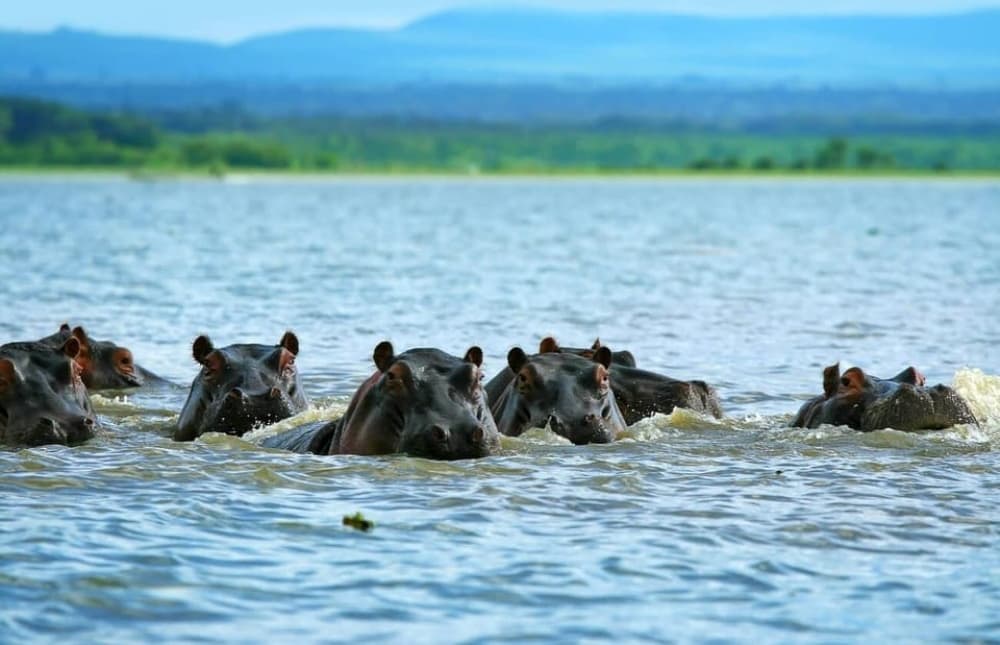 From Nairobi: Mt Longonot Hiking Day Tour | ®ExcursionMania