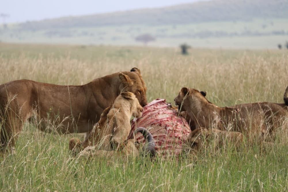 5 Days Amboseli, Lake Nakuru and Masai Mara Safari | ®ExcursionMania
