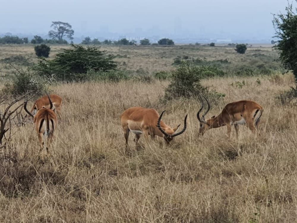 5 Days Amboseli, Lake Nakuru and Masai Mara Safari | ®ExcursionMania