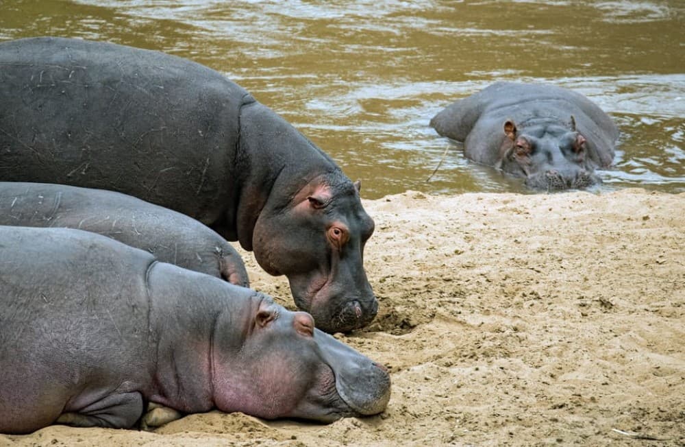 5 Days Amboseli, Lake Nakuru and Masai Mara Safari | ®ExcursionMania