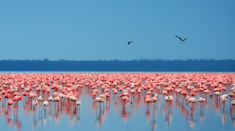 Lake Nakuru National Park: Day Trip from Nairobi | ®ExcursionMania