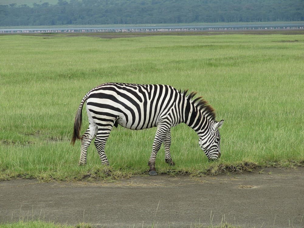 Lake Nakuru National Park: Day Trip from Nairobi | ®ExcursionMania
