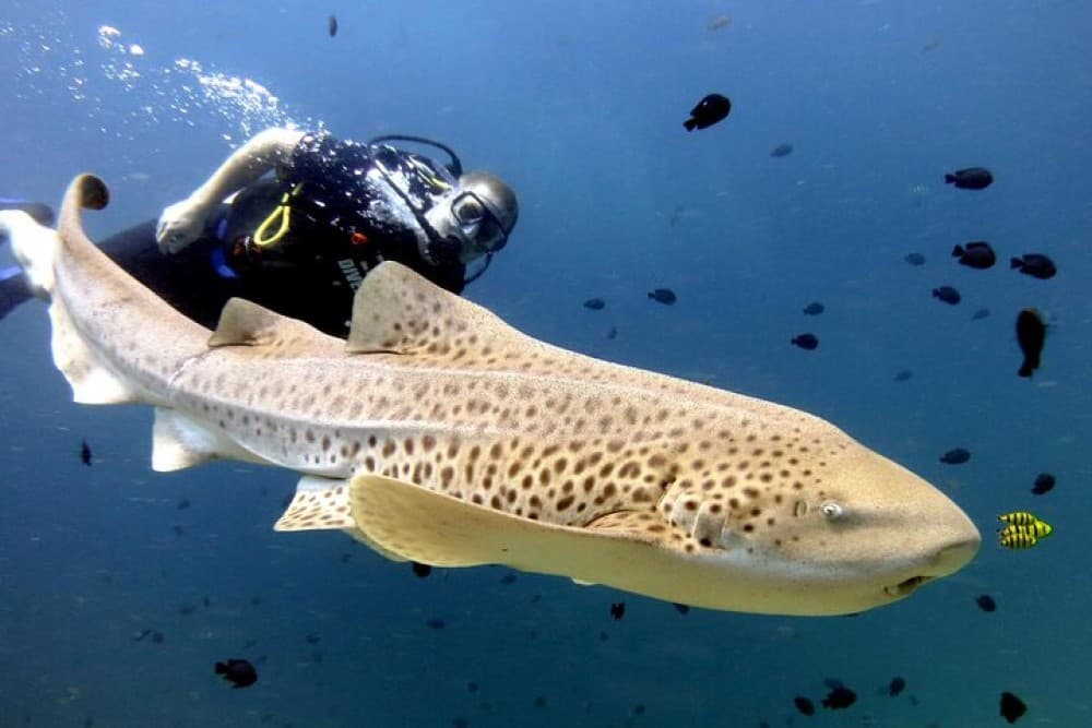 Full-Day Koh Phi Phi Scuba Diving Course from Phuket | ®ExcursionMania