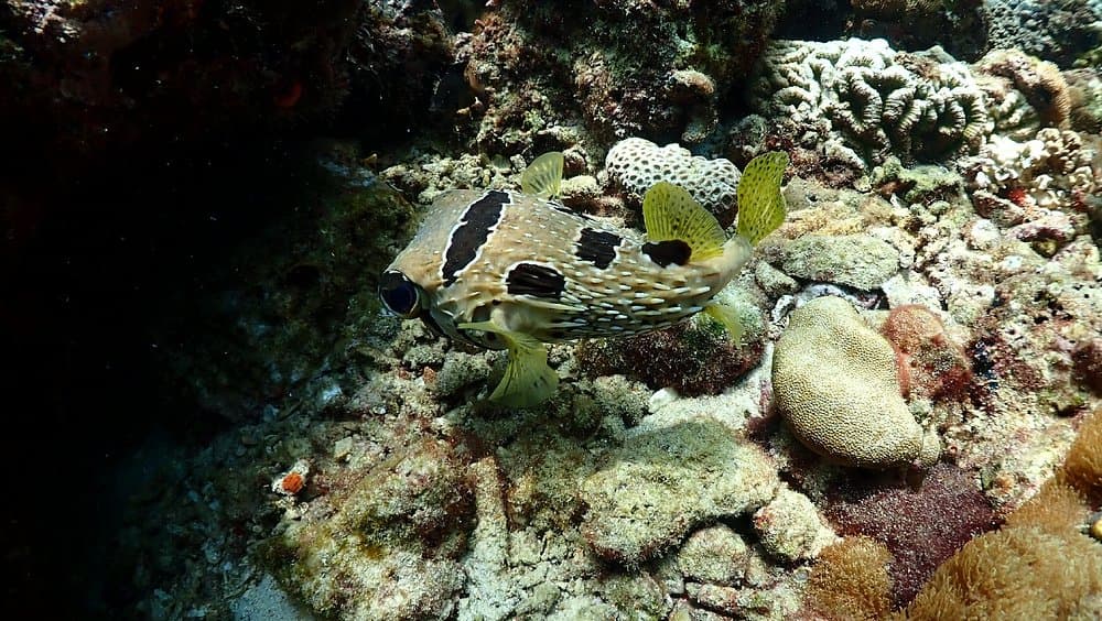 Full-Day Koh Phi Phi Scuba Diving Course from Phuket | ®ExcursionMania