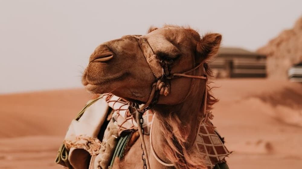 2 Day Private Tour to Petra and Wadi Rum from Amman | ®ExcursionMania