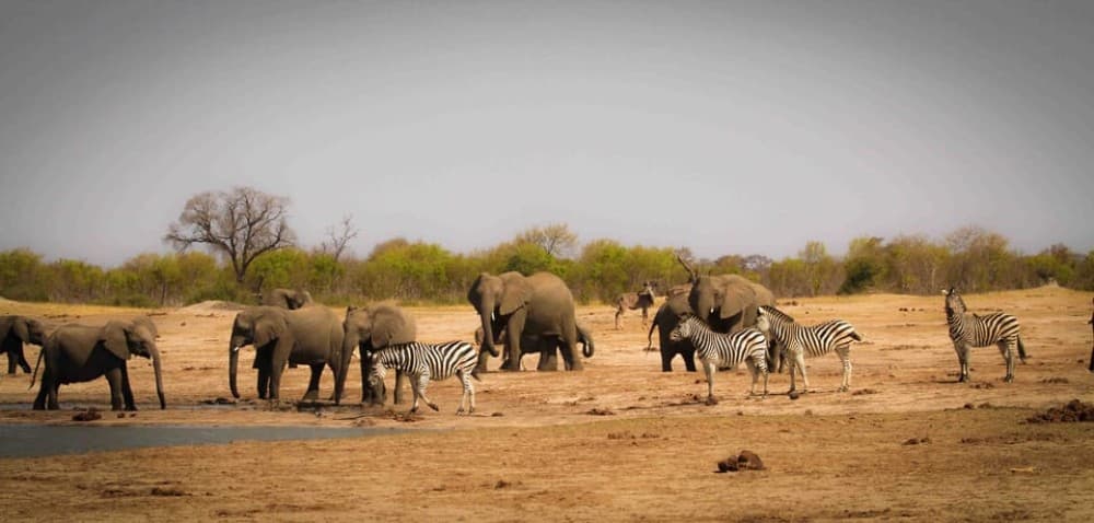 Safari : Big 5 - Hwange National Park Safari Day Tour | ®ExcursionMania