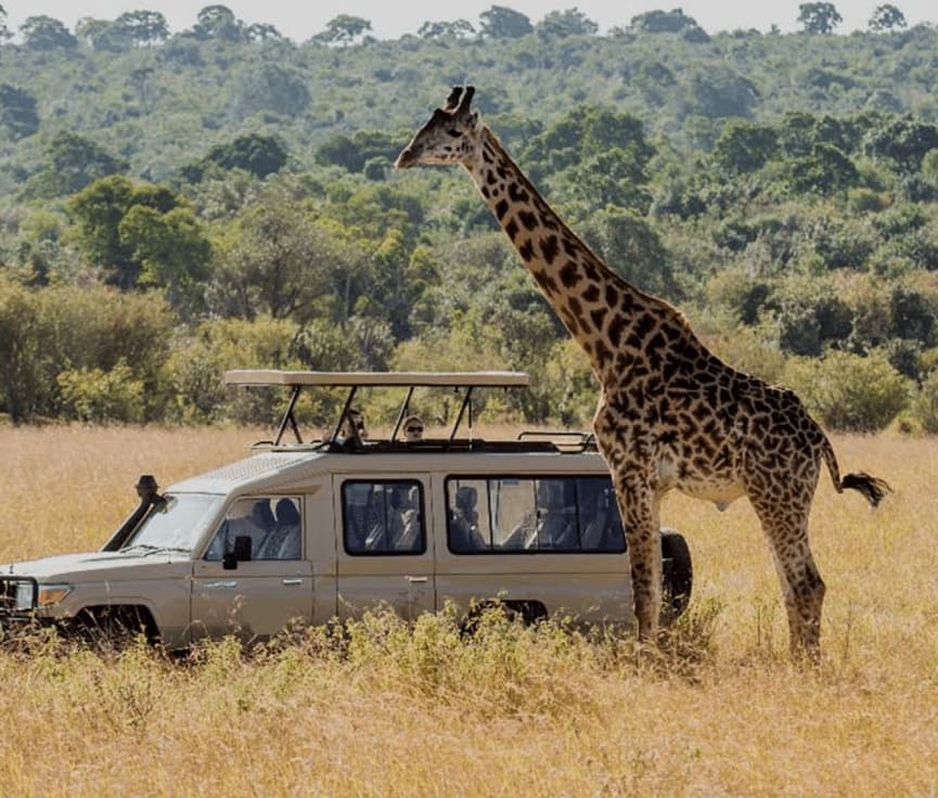 Safari : Big 5 - Hwange National Park Safari Day Tour | ®ExcursionMania