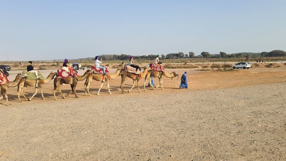 Sunset Camel Ride in Agadir or Taghazout With Transfers | ®ExcursionMania