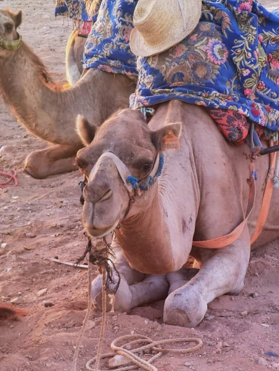 Sunset Camel Ride in Agadir or Taghazout With Transfers | ®ExcursionMania