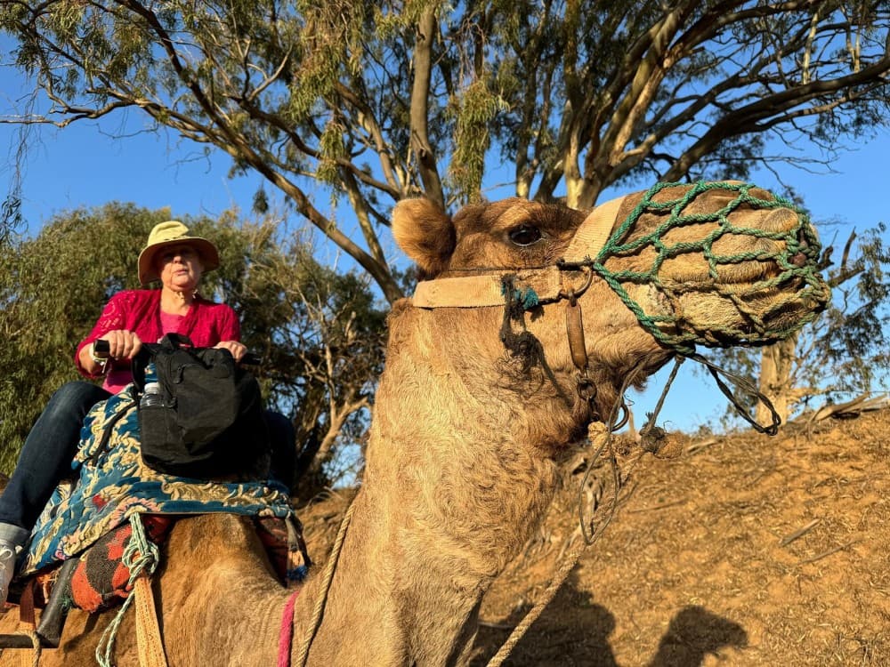 Sunset Camel Ride in Agadir or Taghazout With Transfers | ®ExcursionMania