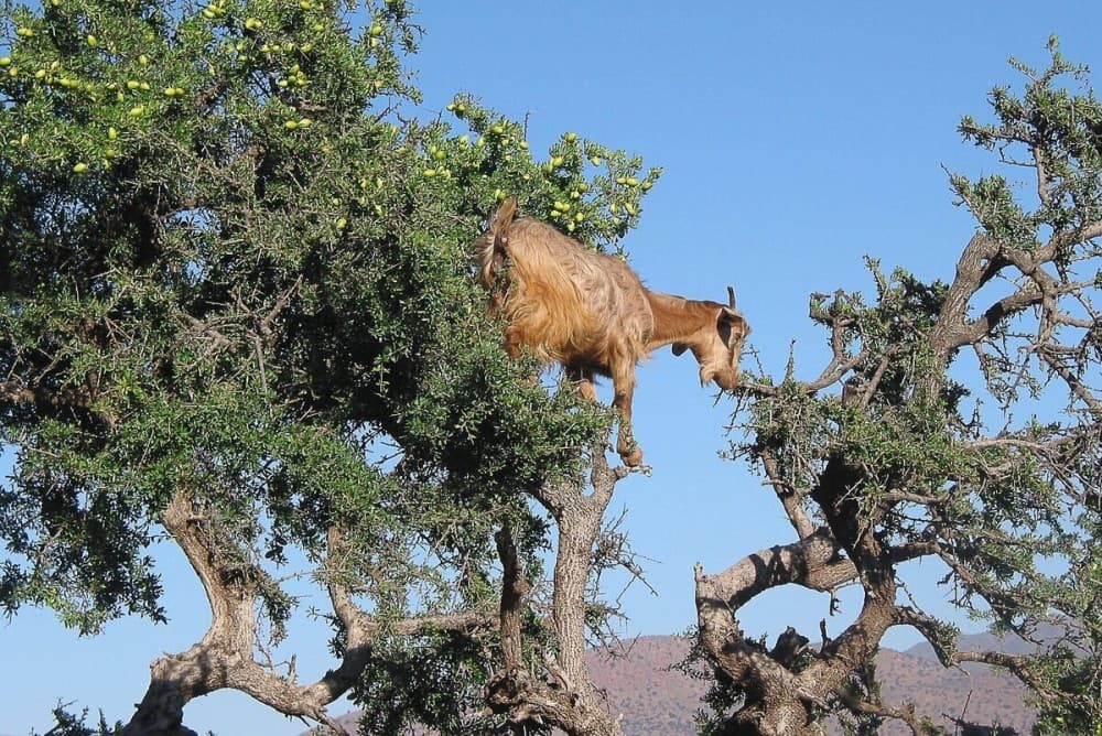 Goats on the Tree Trip in Agadir | ®ExcursionMania
