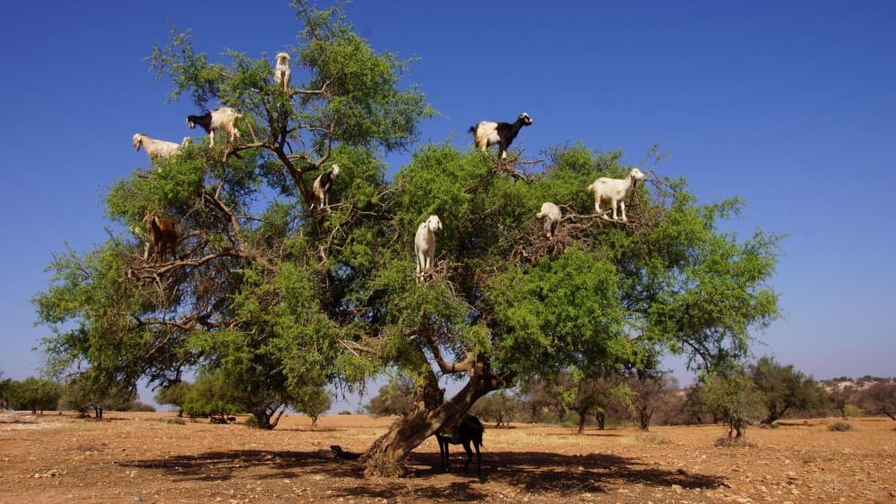 Goats on the Tree Trip in Agadir | ®ExcursionMania