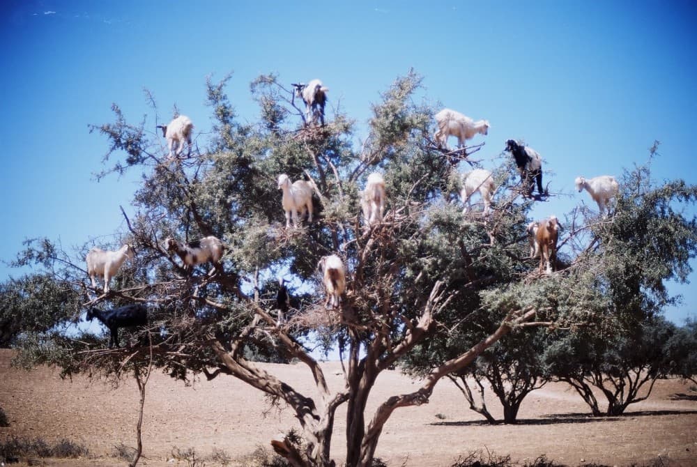 Goats on the Tree Trip in Agadir | ®ExcursionMania