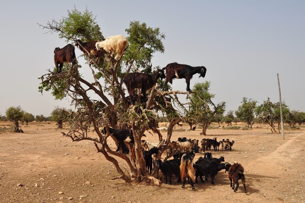 Goats on the Tree Trip in Agadir | ®ExcursionMania