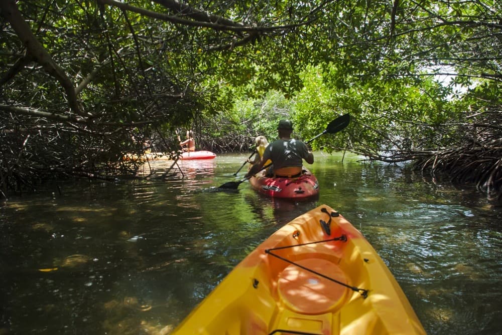 Mangrove Kayaking | ®ExcursionMania