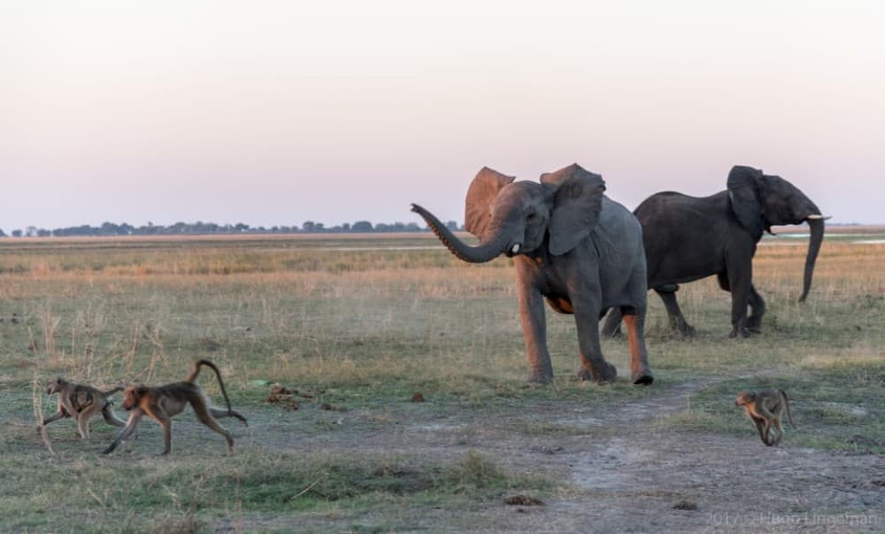 Chobe National Park: Day Trip with River Cruise | ®ExcursionMania