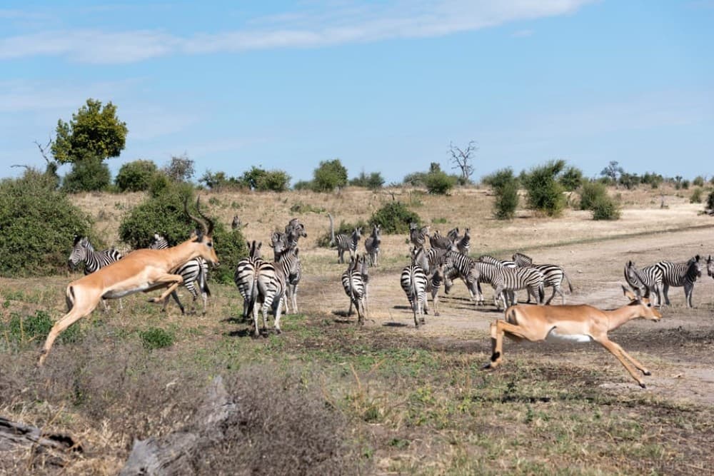 Chobe National Park: Day Trip with River Cruise | ®ExcursionMania