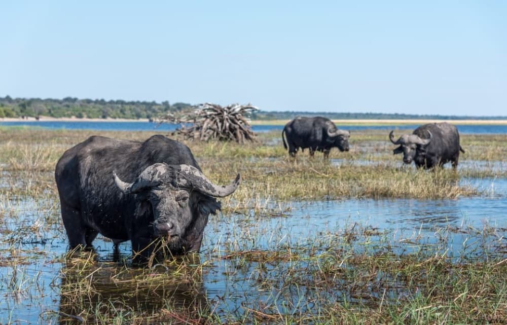 Chobe National Park: Day Trip with River Cruise | ®ExcursionMania
