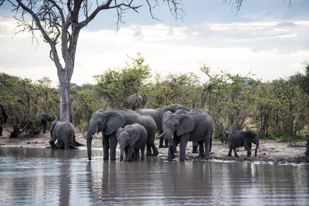 Chobe National Park: Day Trip with River Cruise | ®ExcursionMania