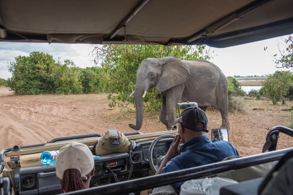 Chobe National Park: Day Trip with River Cruise | ®ExcursionMania