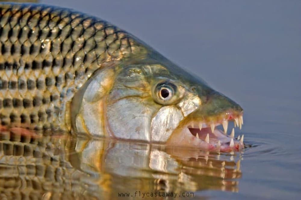 Victoria Falls: Tiger Fishing Trip on the Zambezi River | ®ExcursionMania