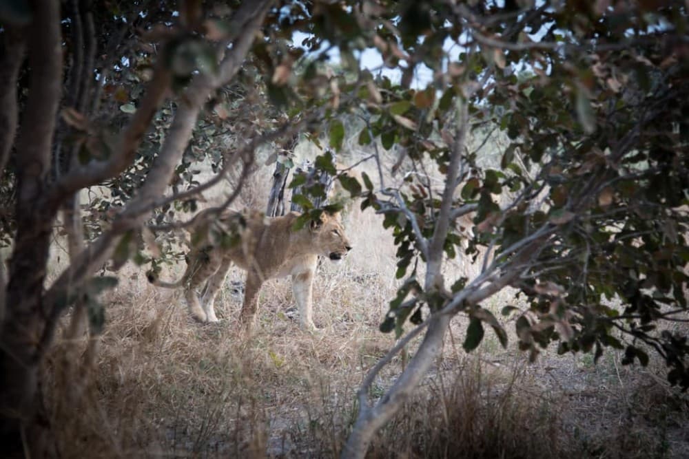 Chobe National Park 3 Days / 2 Nights | ®ExcursionMania