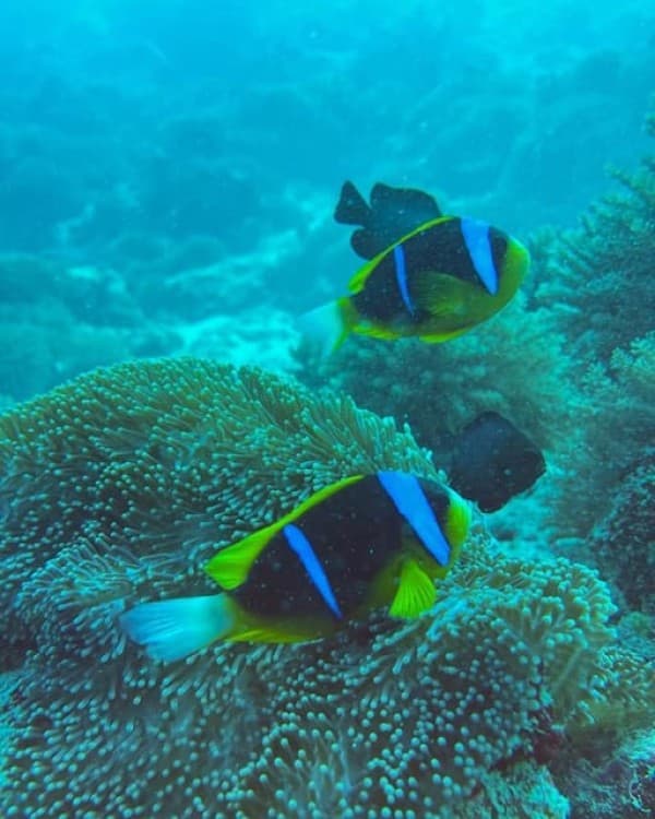 Zanzibar Jozaniforest, Kuza cave, Blue lagoon, Rock Restaurant | ®ExcursionMania