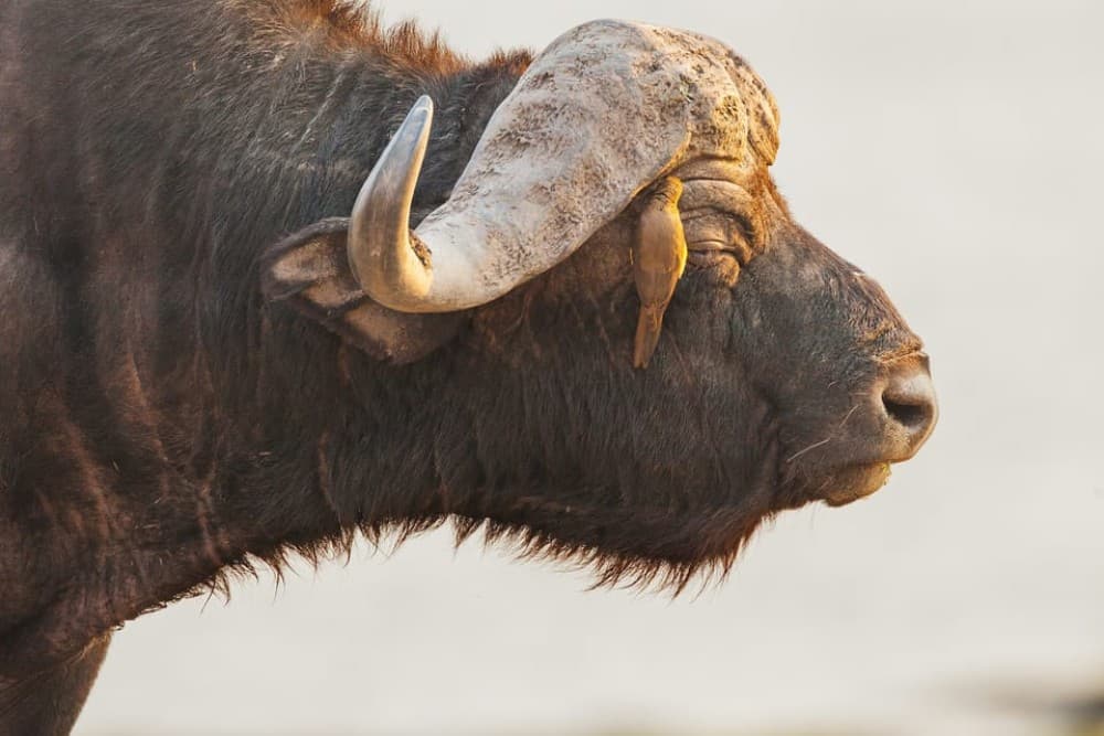 Victoria Falls, Chobe day trip and devils pool combo | ®ExcursionMania