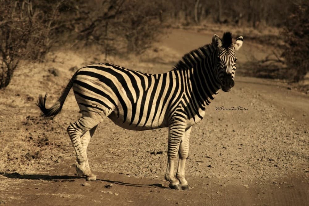 Victoria Falls, Chobe day trip and devils pool combo | ®ExcursionMania