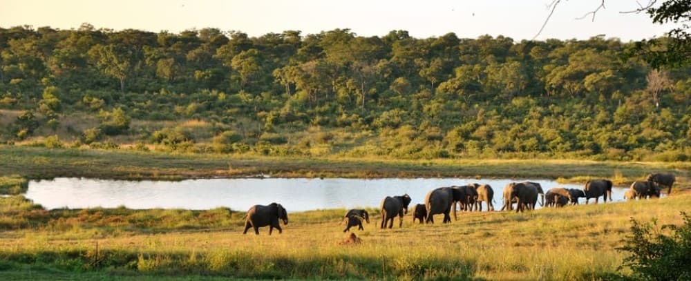 From Victoria Falls: Hwange National Park Day Trip & Safari | ®ExcursionMania