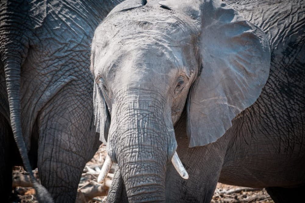 osi-Oa- Tunya National Park Game Drive | ®ExcursionMania