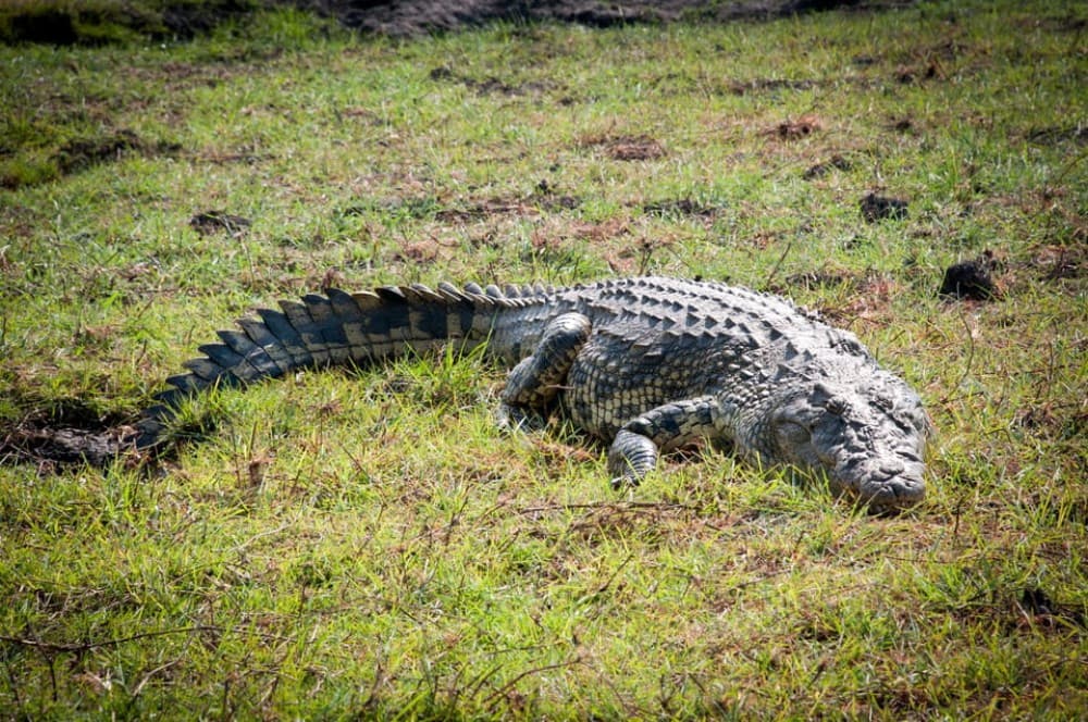 osi-Oa- Tunya National Park Game Drive | ®ExcursionMania