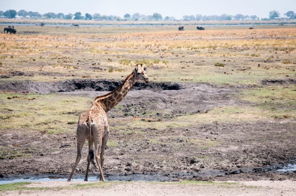 osi-Oa- Tunya National Park Game Drive | ®ExcursionMania