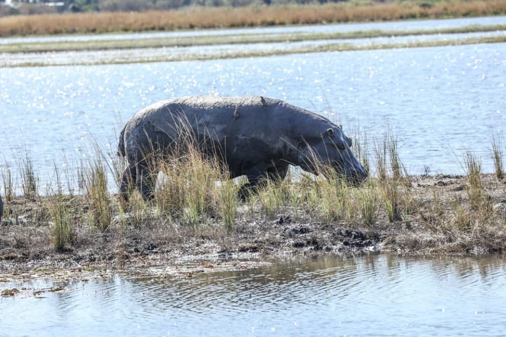 Chobe: 2-Day Mobile Camping Safari | ®ExcursionMania