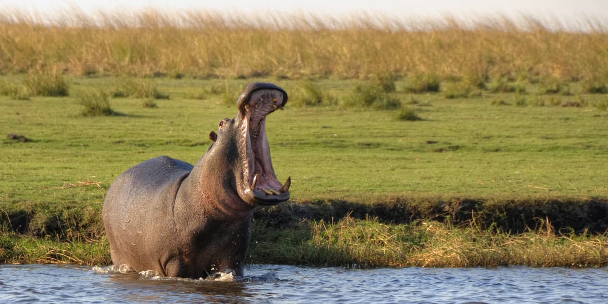 Chobe Full day Safari with Victoria falls Sunrise Tour Combo | ®ExcursionMania
