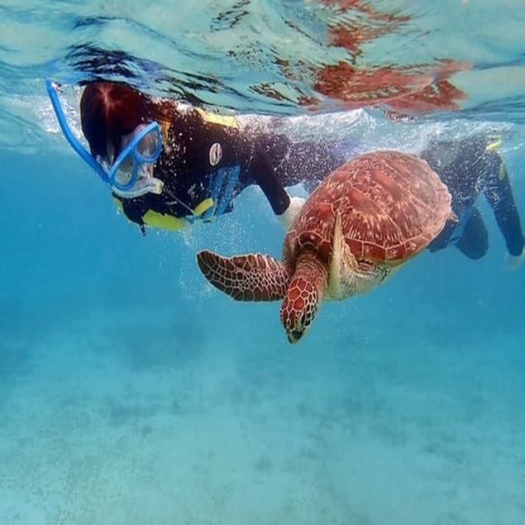 Mindelo: Sea Turtles Experience | ®ExcursionMania