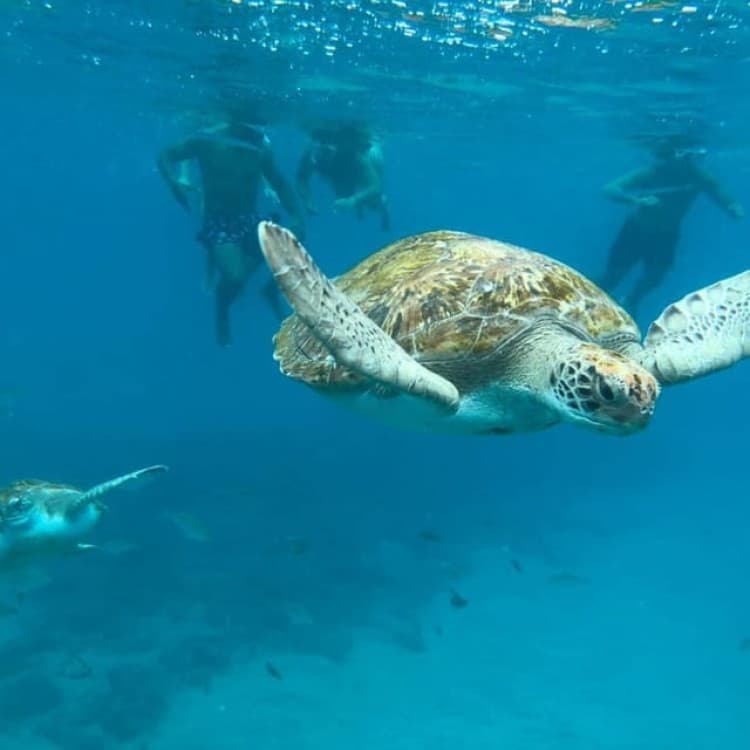 Mindelo: Sea Turtles Experience | ®ExcursionMania