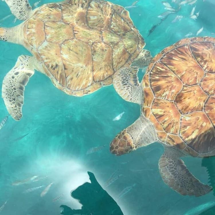 Mindelo: Sea Turtles Experience | ®ExcursionMania
