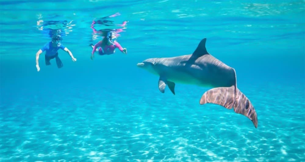 Hurghada: Dolphin Watching Snorkeling Cruise with Lunch | ®ExcursionMania