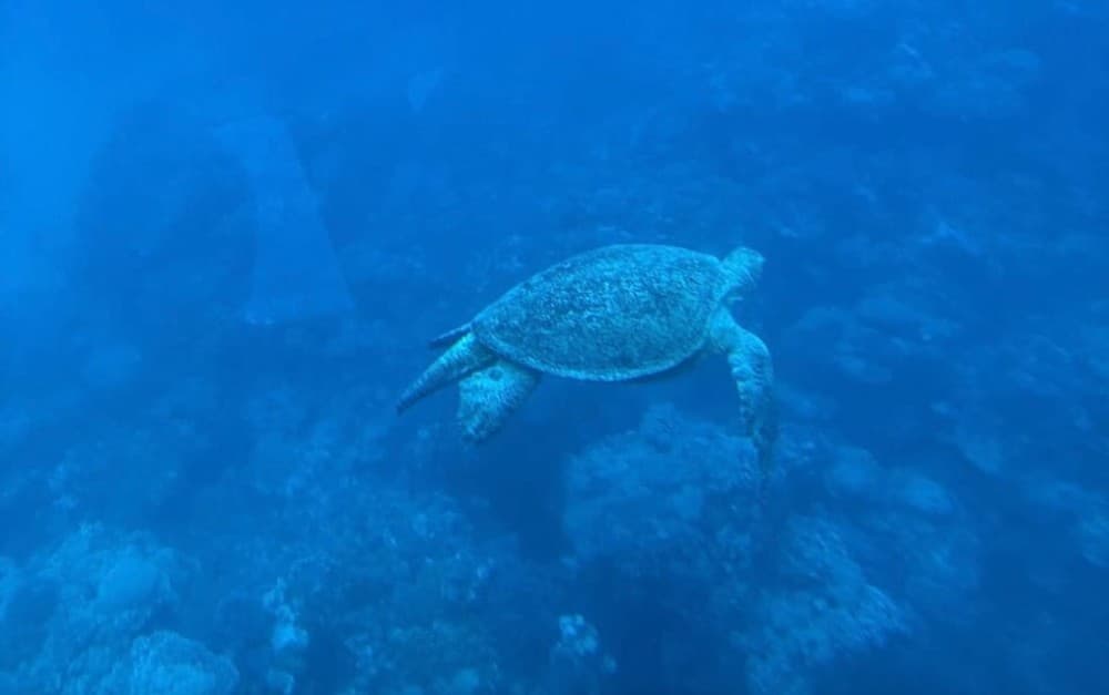 From Safaga: Royal Seascope Submarine with Snorkeling | ®ExcursionMania