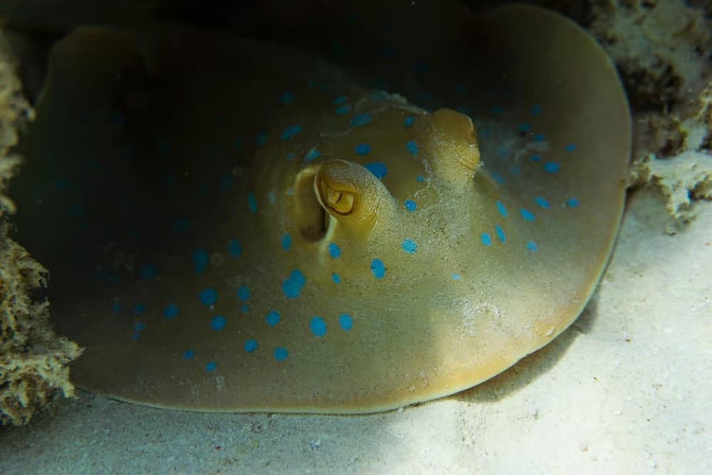 From Hurghada: Orange Island Snorkeling Cruise with Lunch | ®ExcursionMania