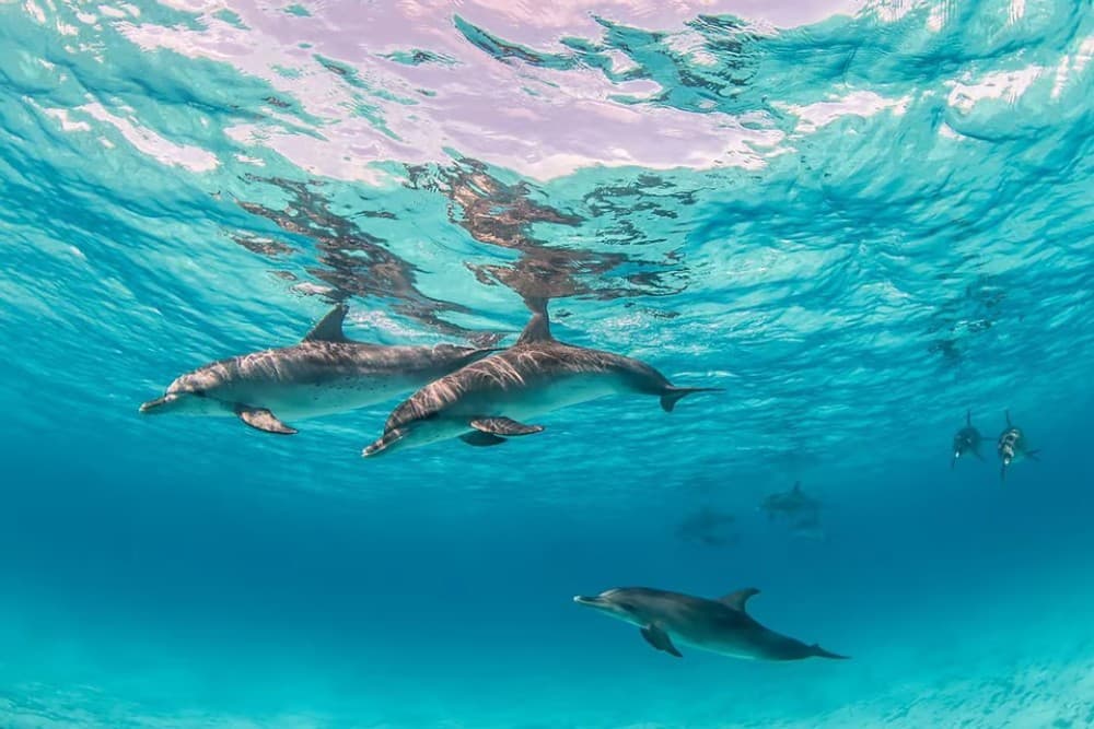 From Hurghada: Orange Island Snorkeling Cruise with Lunch | ®ExcursionMania