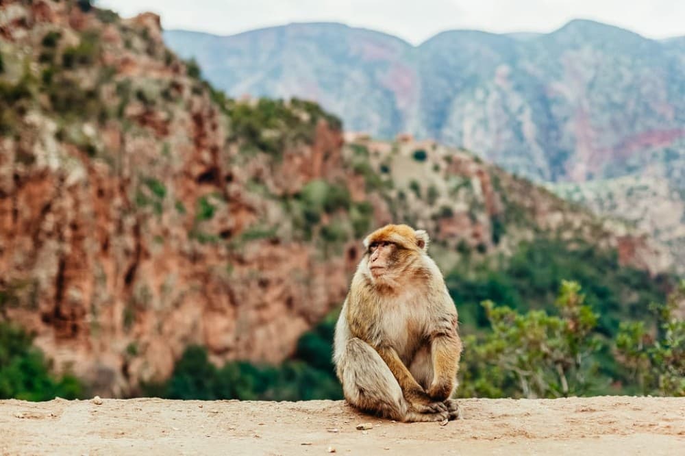 From Marrakech: Ouzoud Waterfalls Guided Hike and Boat Trip | ®ExcursionMania