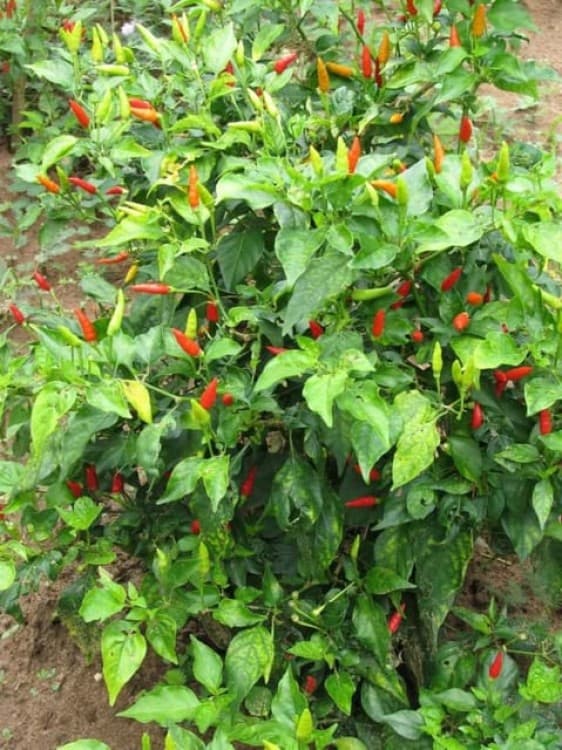 Zanzibar: Spice Tour  Stone Town Walking Tour | ®ExcursionMania