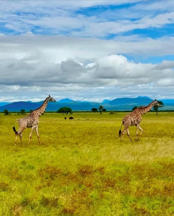 Safari Wildlife 3 Days 2 Night From Zanzibar To Mikumi | ®ExcursionMania