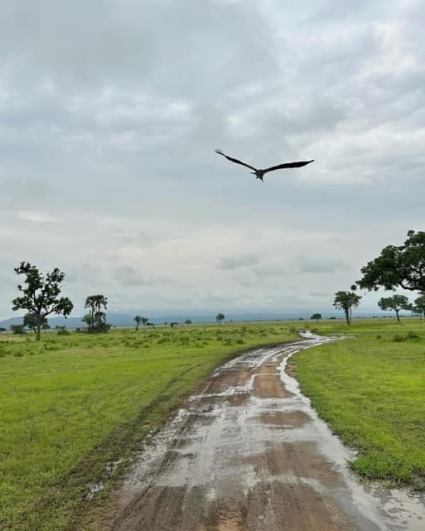 Safari Wildlife 3 Days 2 Night From Zanzibar To Mikumi | ®ExcursionMania