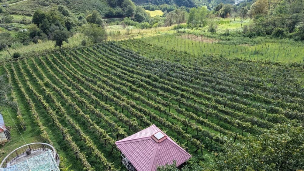 Wine & Dine Tour To Batumi Waterfalls - Mountainous Adjara | ®ExcursionMania