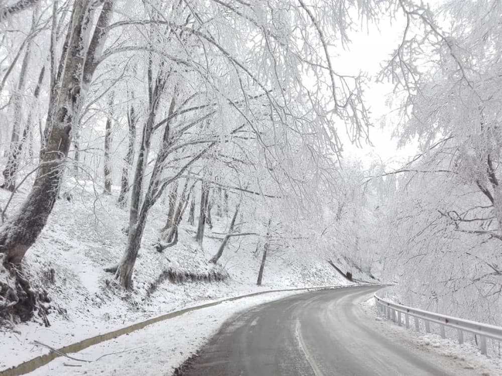 Day Trip to Tbilisi National Park: Magical Sabaduri Forest | ®ExcursionMania