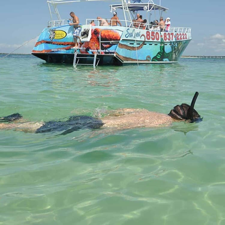 From Nungwi : Mnemba Boat Trip and Dolphin Snorkel Adventure | ®ExcursionMania