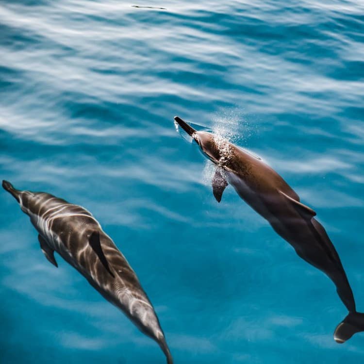 From Nungwi : Mnemba Boat Trip and Dolphin Snorkel Adventure | ®ExcursionMania
